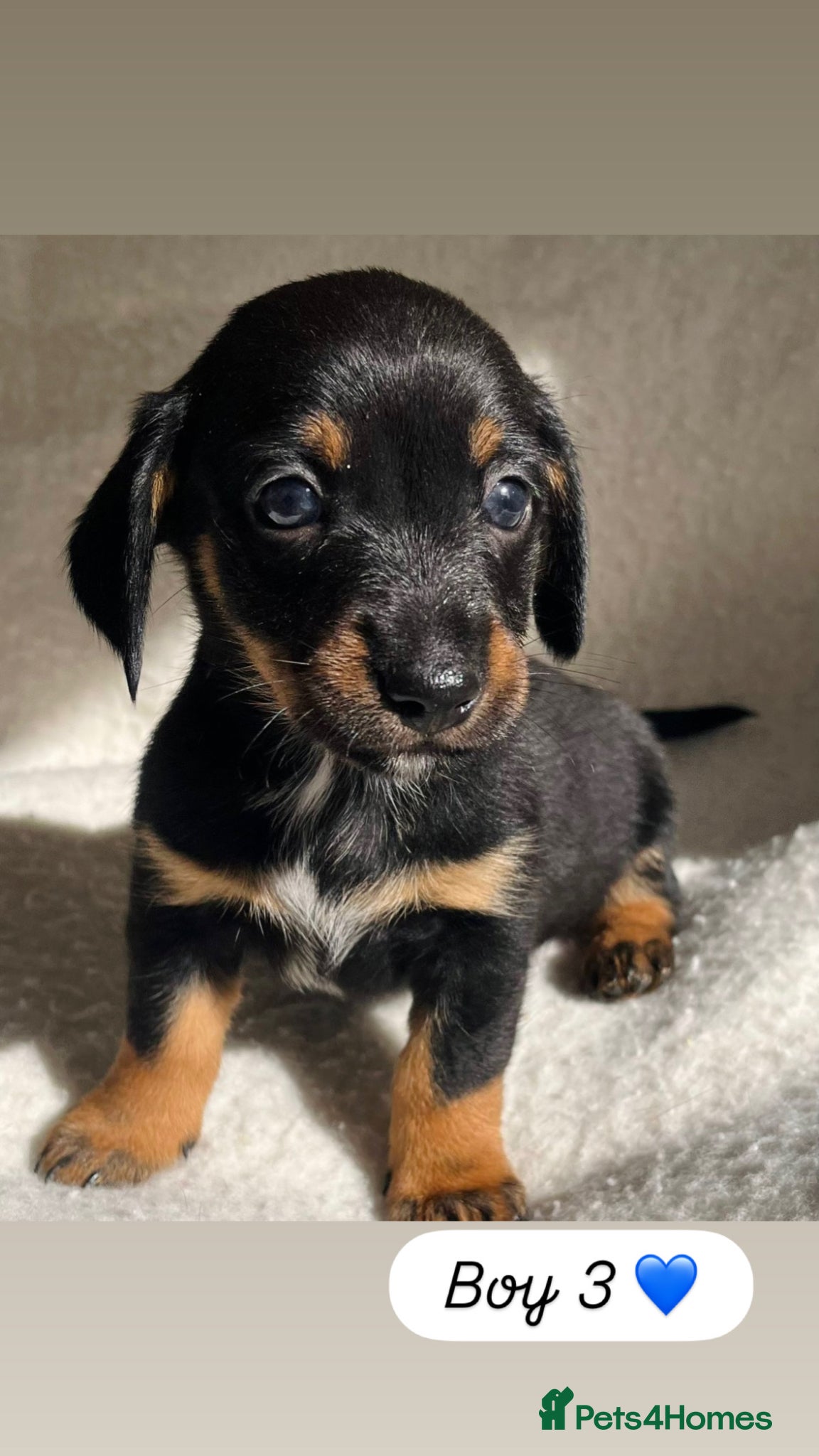 Dachshund dogs 🩷 Dachshund Puppies 💙 - Advert 2