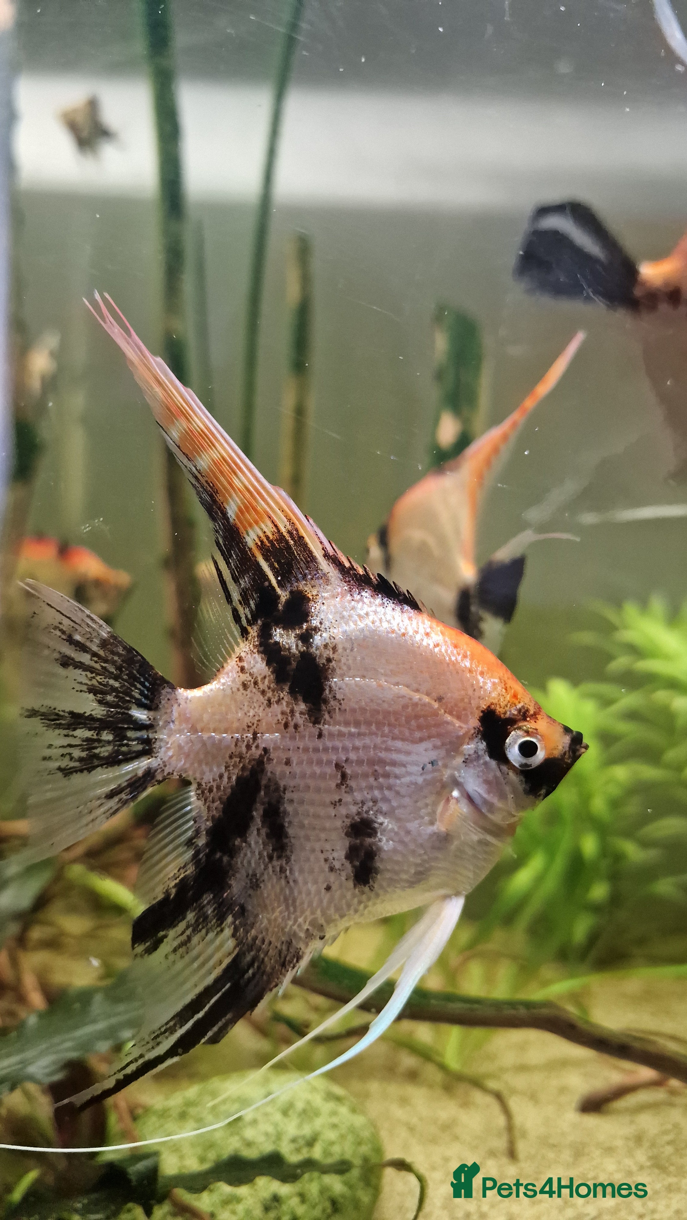 Angelfish fish Koi & Golden Marble Angelfish - Advert 2