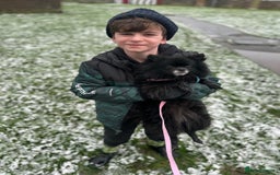 Pomeranian dogs for sale: 3 Little Girls Looking for Love! - Image 5