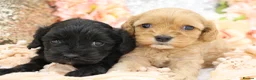 Cavapoo dogs for sale: Health Tested Cavapoos by Licensed Breeder - Advert 34