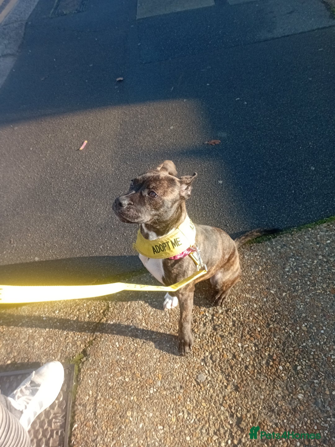 Staffordshire Bull Terrier dogs for adoption: Holistic homes needed for young staffies  - Advert 5