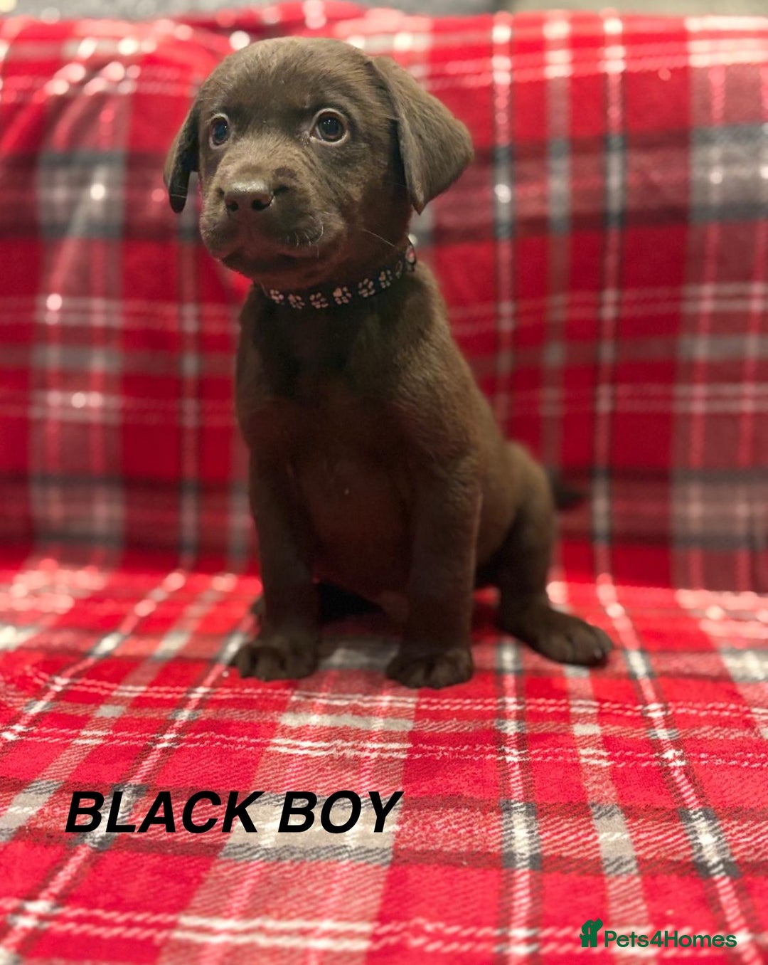 Labrador Retriever dogs for sale: Beautiful KC Chocolate Labrador Retriever puppies - Advert 3