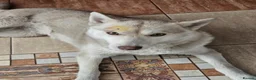 Siberian Husky dogs for adoption: 🐾 LUNA – Female Husky 🐾 in West Malling - Advert 3