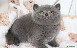 British Shorthair cats for sale: British Shorthairs. kittens - Image 6