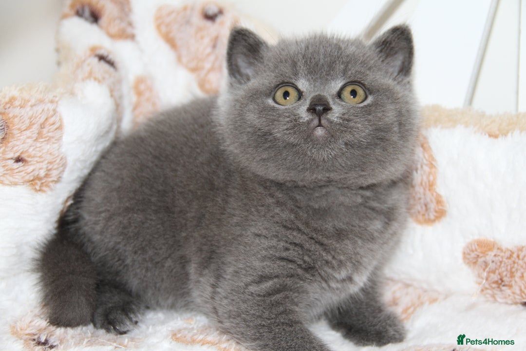 British Shorthair cats for sale: British Shorthairs. kittens - Image 6