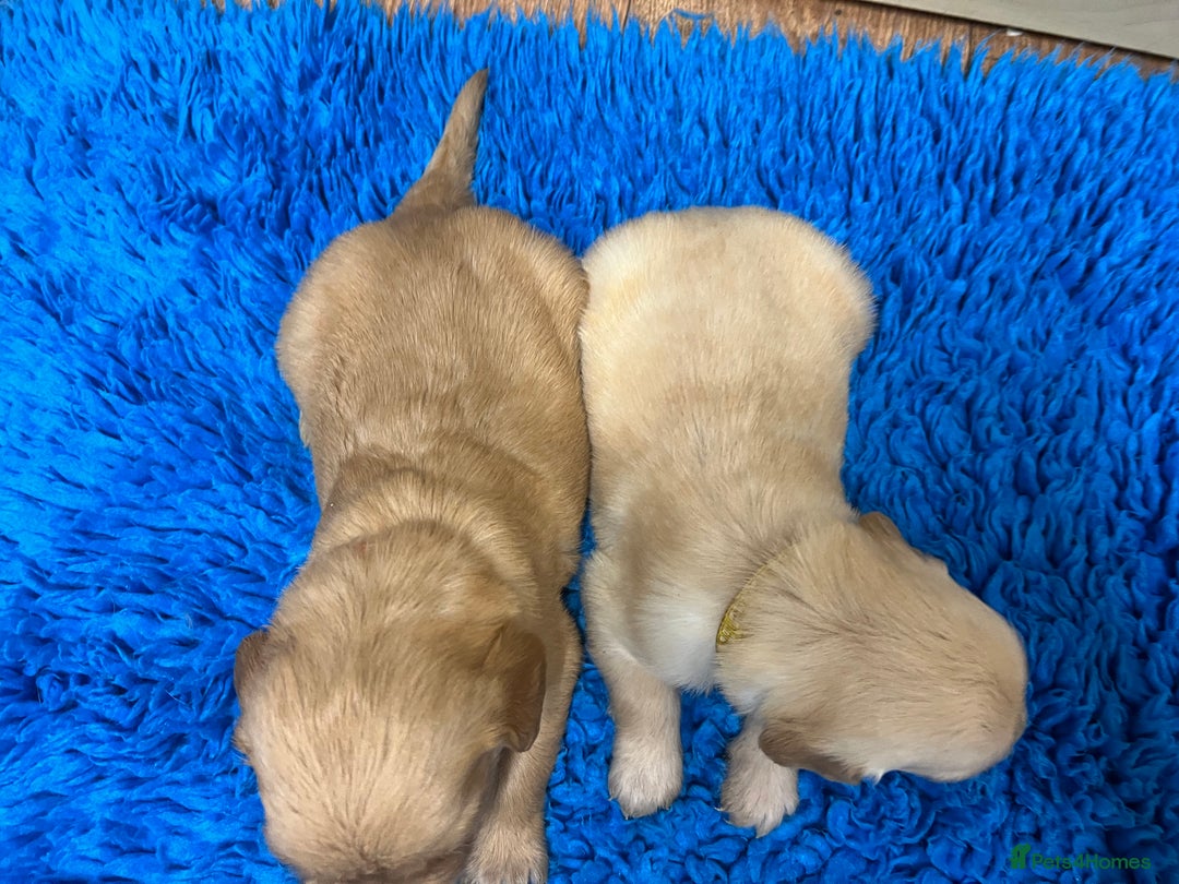Golden Retriever dogs for sale: Gorgeous KC registered golden retriever puppies - Advert 6