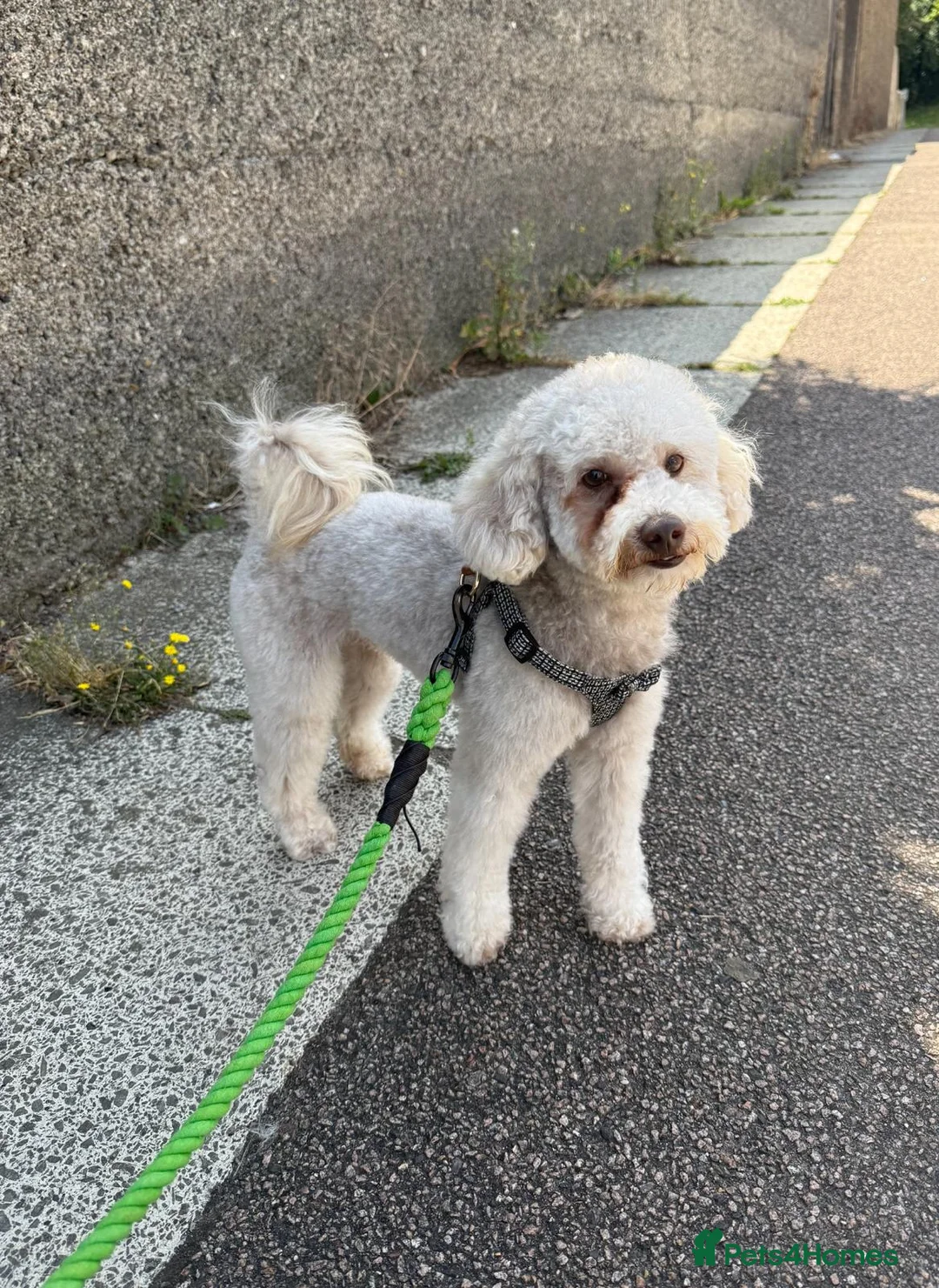 Miniature Poodle dogs for sale: Rehome our family pet poodle in Sevenoaks - Advert 1