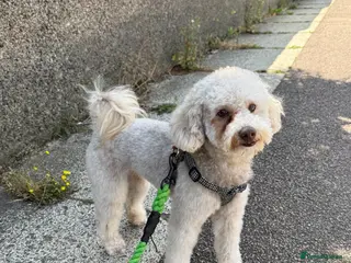 Miniature Poodle dogs Rehome our family pet poodle - Advert 3