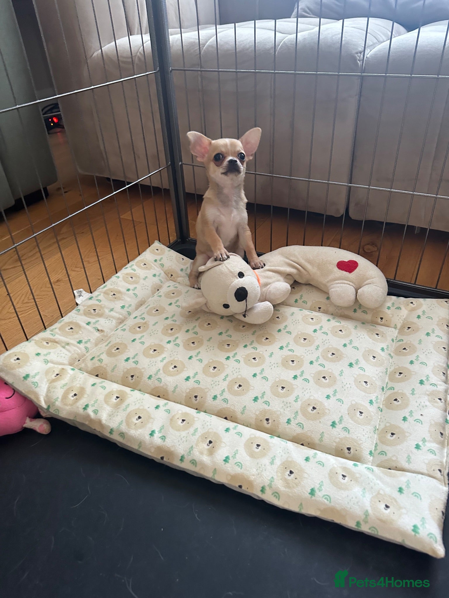 Chihuahua dogs Adorable Chihuahua Boy Pup - Advert 2