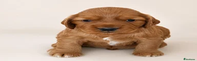 Cocker Spaniel Puppy 4