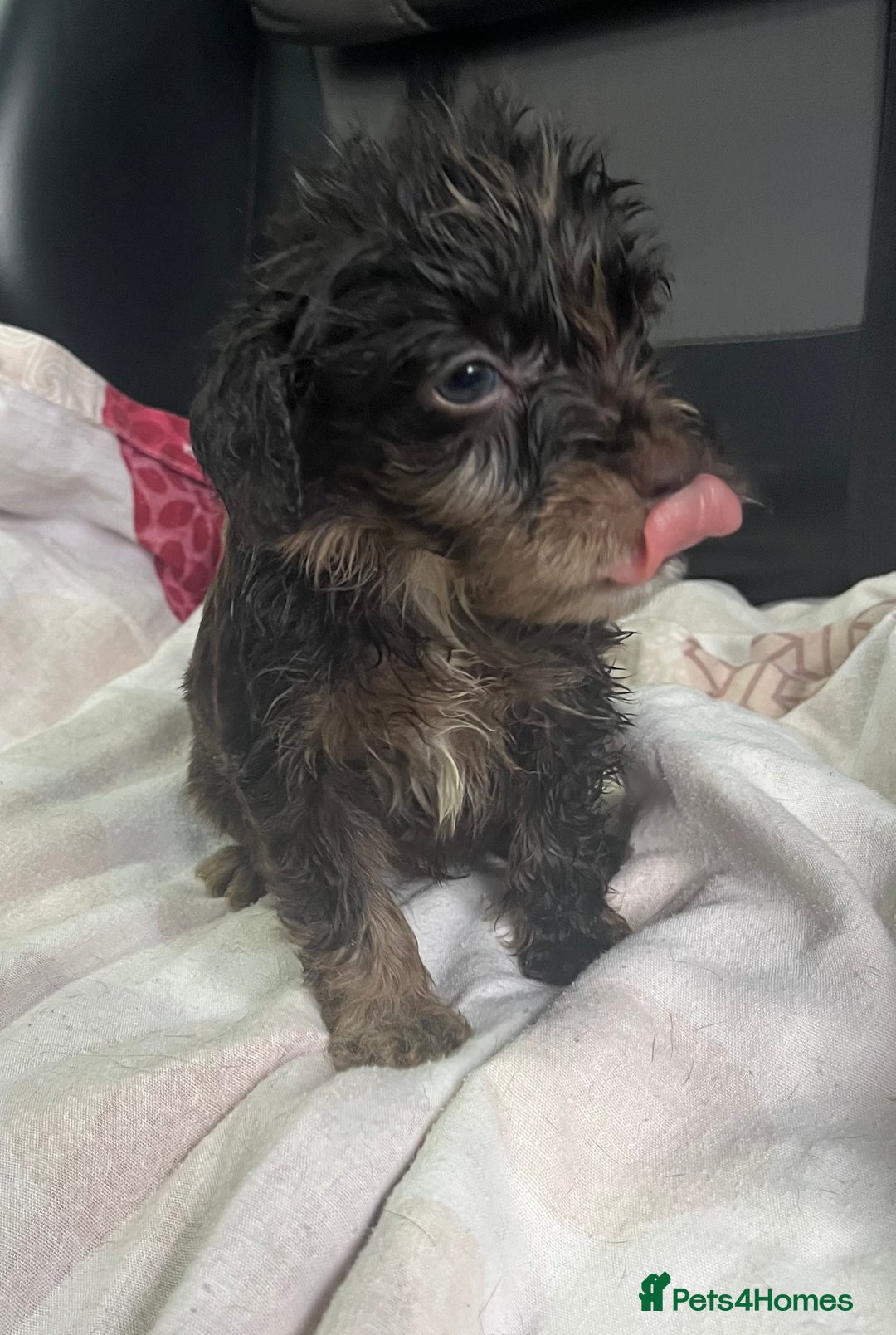 Cockapoo dogs for sale: GORGEOUS F1 MERLE COCKAPOOS HEALTH TESTED PARENTS - Image 15