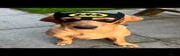 Labrador Retriever dogs for stud: “Yellow Valey”  in Cheltenham - Advert 6