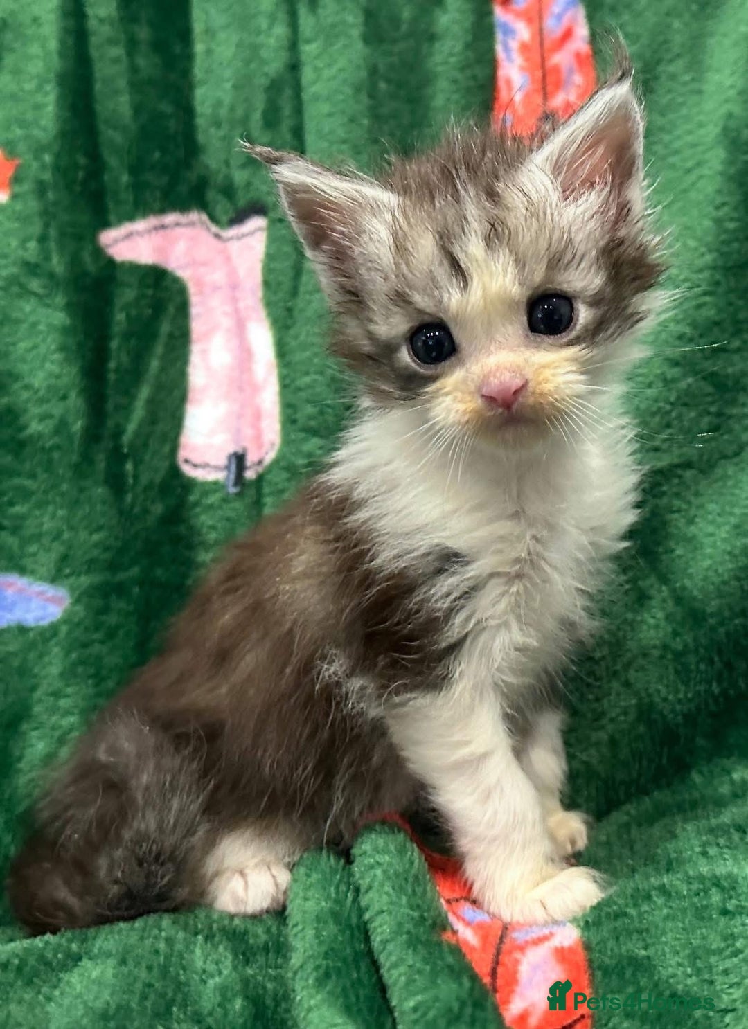 Maine Coon cats for sale: Gorgeous Registered Maine Coon Kittens  - Image 6