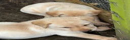 Labrador Retriever dogs for sale: Well handled Labrador puppies need a loving home - Advert 7