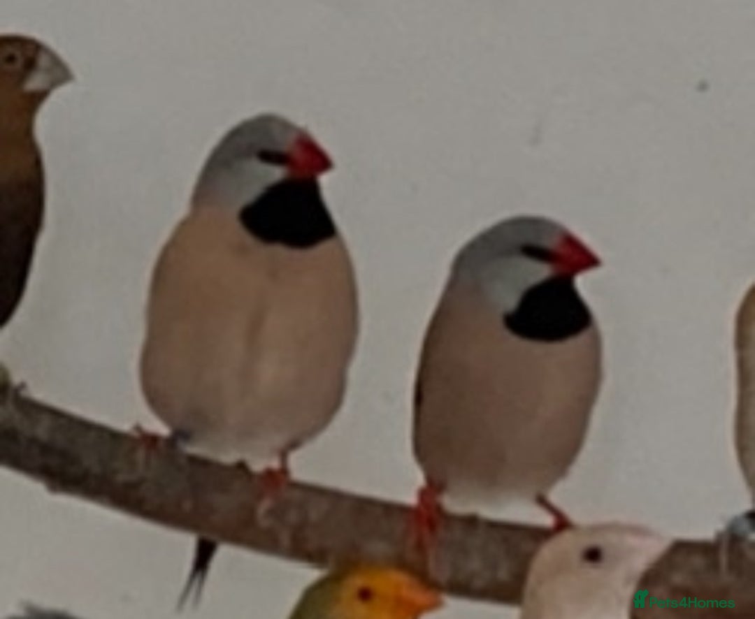 Finches birds for sale: Star finch, Bengalese, Gouldian, strawberry finch - Advert 14