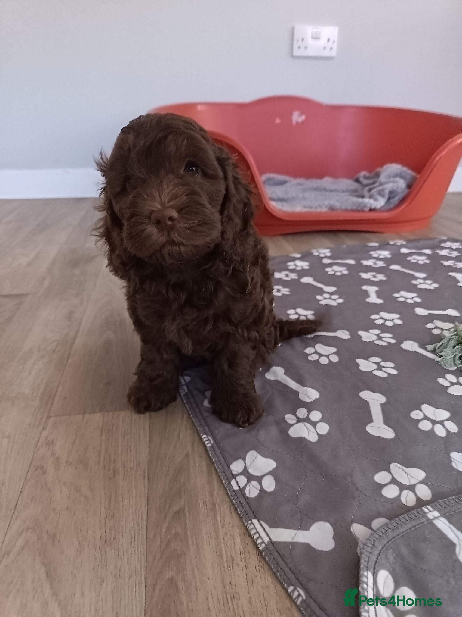 Cockapoo dogs 1 gorgeous male cockapoo  - Advert 8