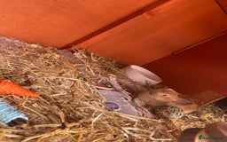 Mixed Breed rabbits for sale: 2 female bunny’s for sale 8 weeks old  - Image 5