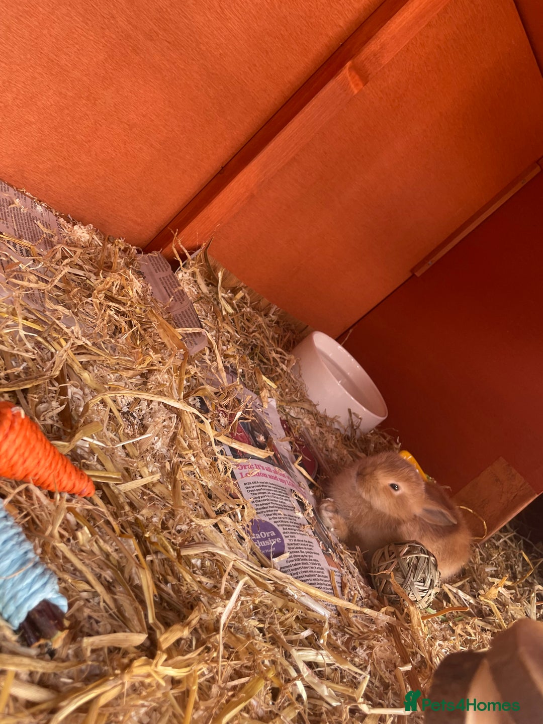 Mixed Breed rabbits for sale: 2 female bunny’s for sale 8 weeks old  - Image 5