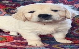Golden Retriever dogs for sale: Stunning Pale Cream Fluffy Golden Retrievers - Image 2
