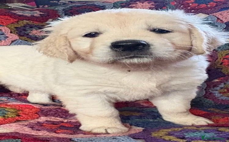 Golden Retriever dogs - Advert 11