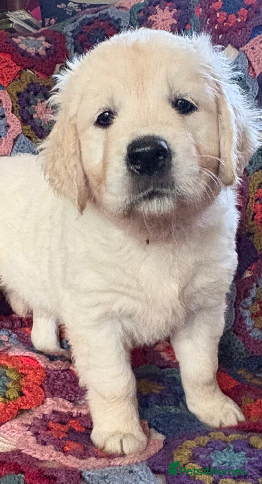 Golden Retriever dogs for sale: Stunning Pale Cream Fluffy Golden Retrievers - Image 2