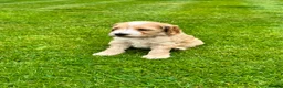 Cockapoo dogs for sale: Beautiful Cockapoos in Perth - Advert 10