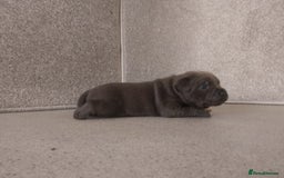 Staffordshire Bull Terrier dogs for sale: champion Fathered blue and black puppies KC reg - Image 5