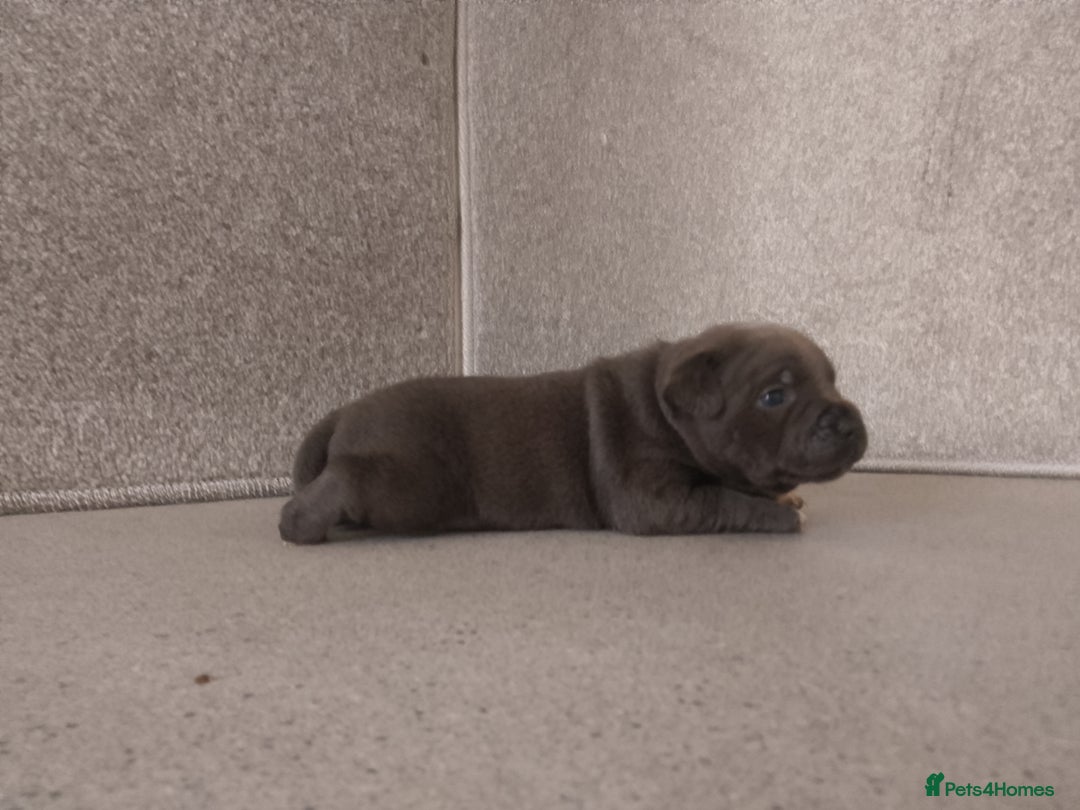 Staffordshire Bull Terrier dogs for sale: champion Fathered blue and black puppies KC reg - Image 5