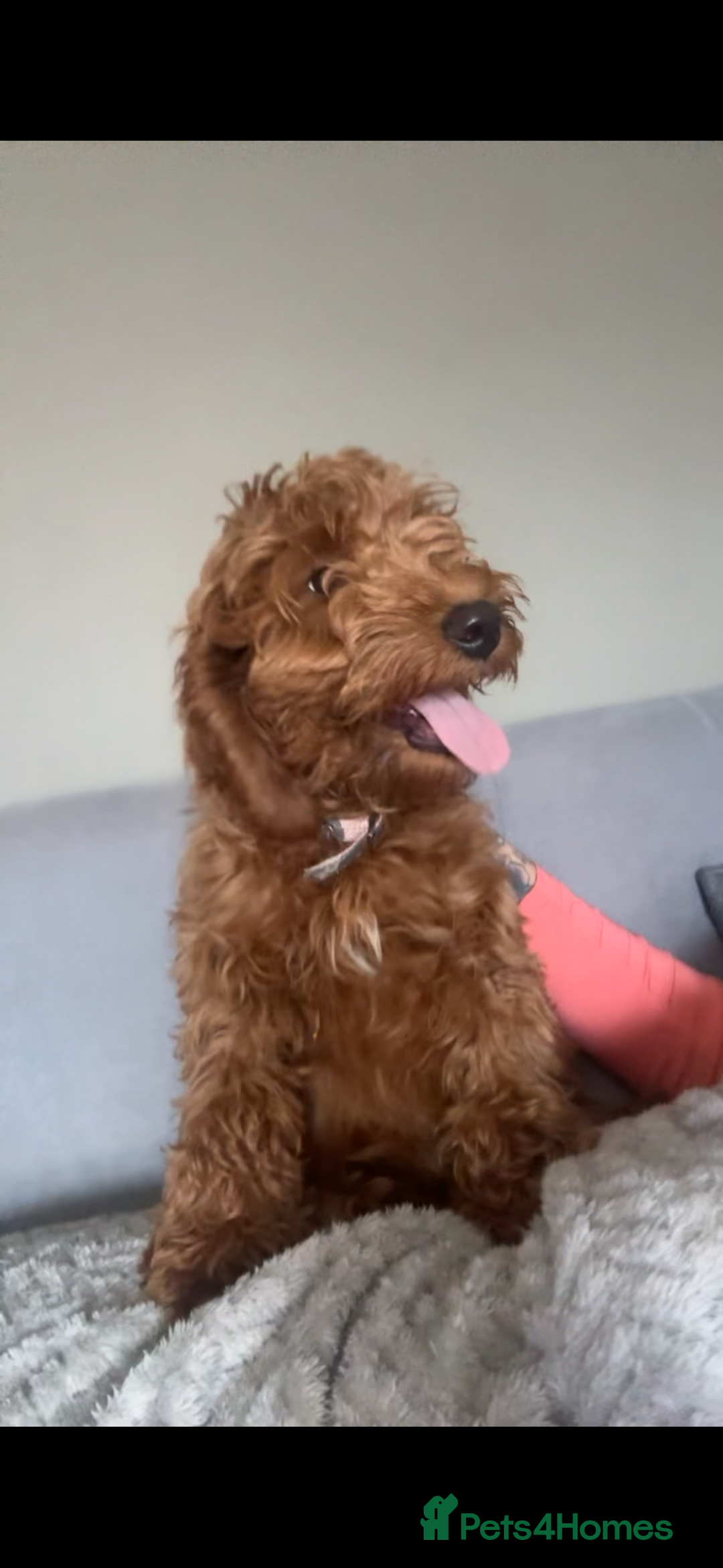 Cockapoo dogs for sale: **REDUCED** LAST GIRL COCKAPOOS  - Advert 1