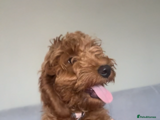 Cockapoo dogs **REDUCED** LAST GIRL COCKAPOOS - Advert 15