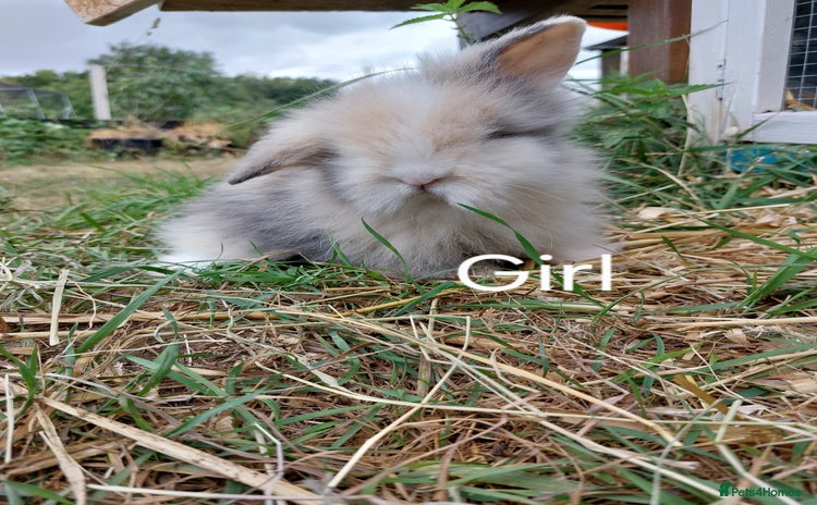 Lionhead rabbits - Advert 1