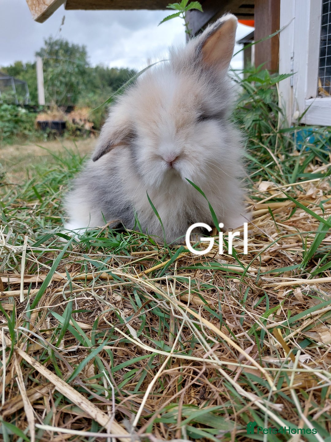 Lionhead rabbits for sale: Lion lop  - Image 1