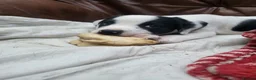 Sprollie dogs for sale: Border collie x Springer spaniel  in York - Advert 2