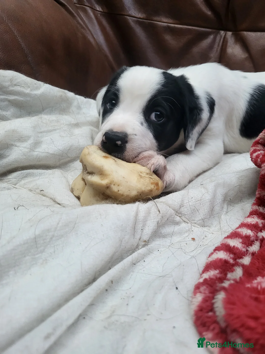 Sprollie dogs for sale: Border collie x Springer spaniel  in York - Advert 2