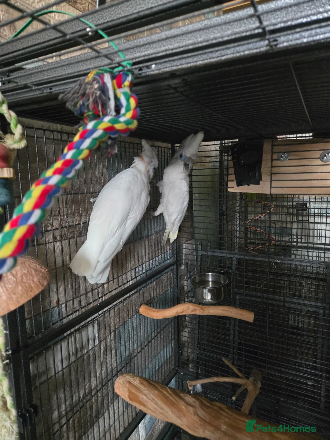 Cockatiels birds for sale: Parrots  - Advert 1