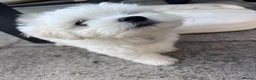 Maltese dogs for sale: 1 BOY RESERVED Maltese Boys. Ready for collection  - Advert 13