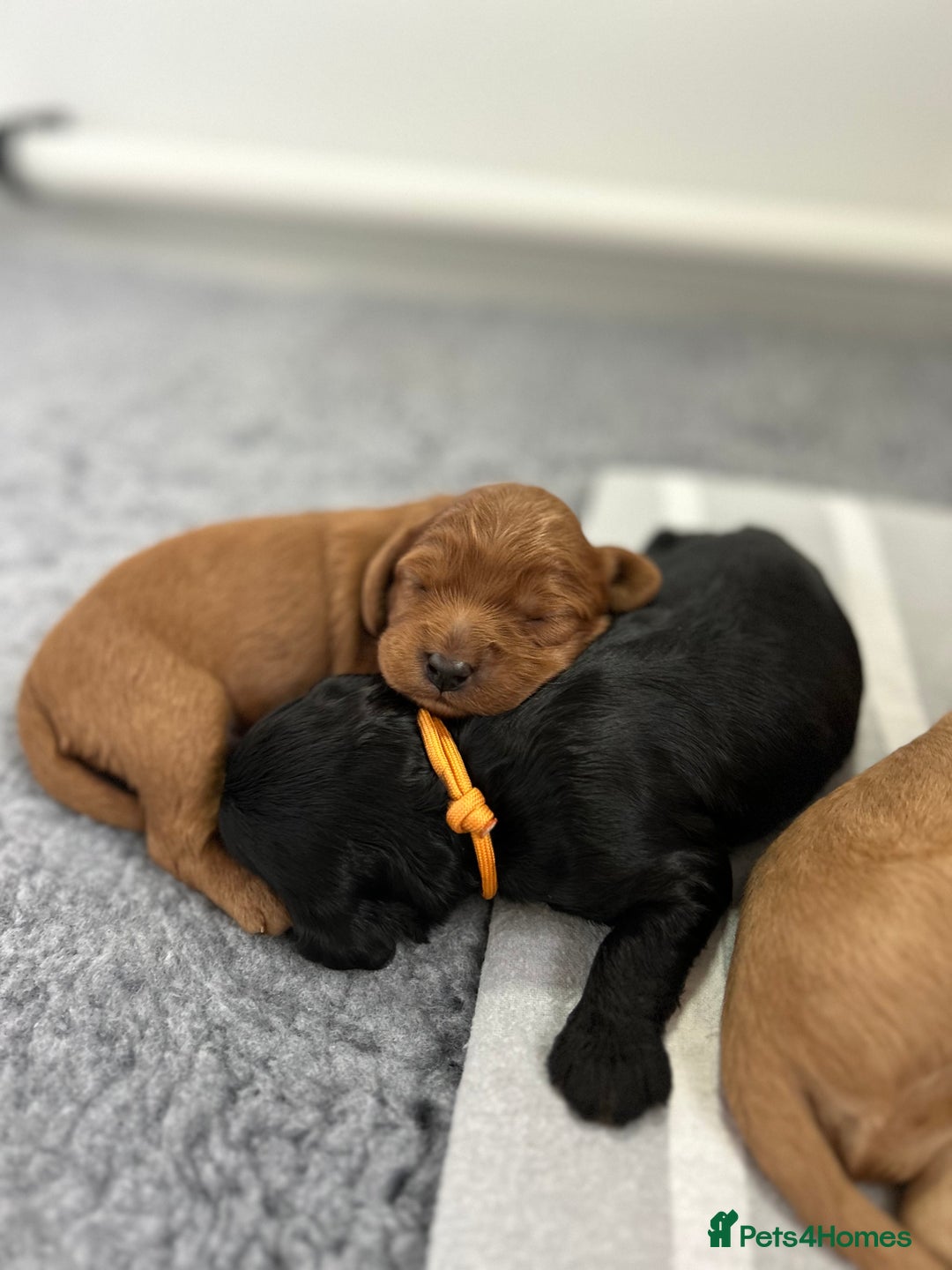 Cavapoo dogs for sale: Extensively Health Tested Cavapoo Pups - List Open - Advert 5