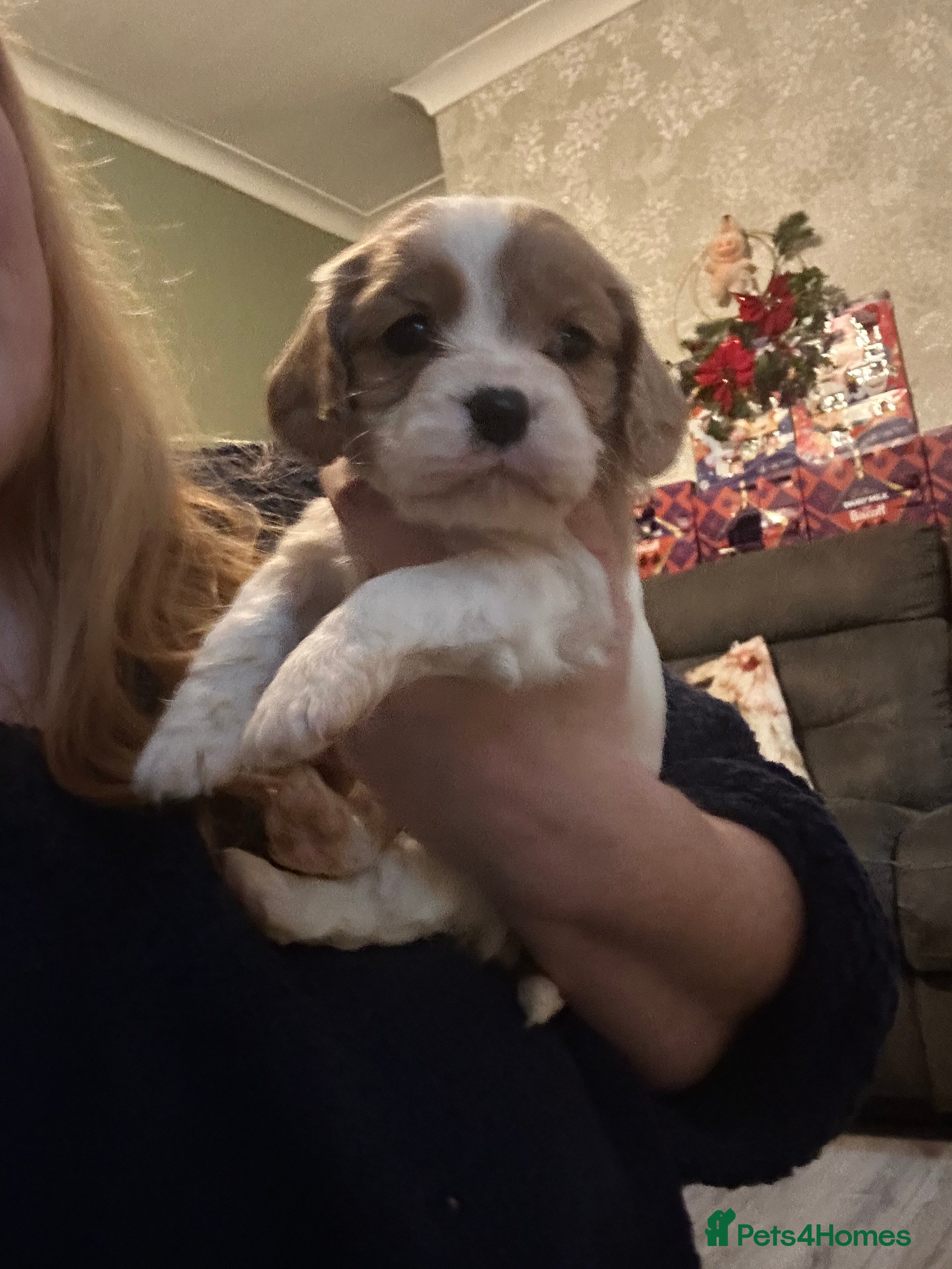 Mixed Breed dogs Cockalier puppies  - Advert 1