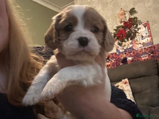 Mixed Breed dogs Cockalier puppies - Advert 1