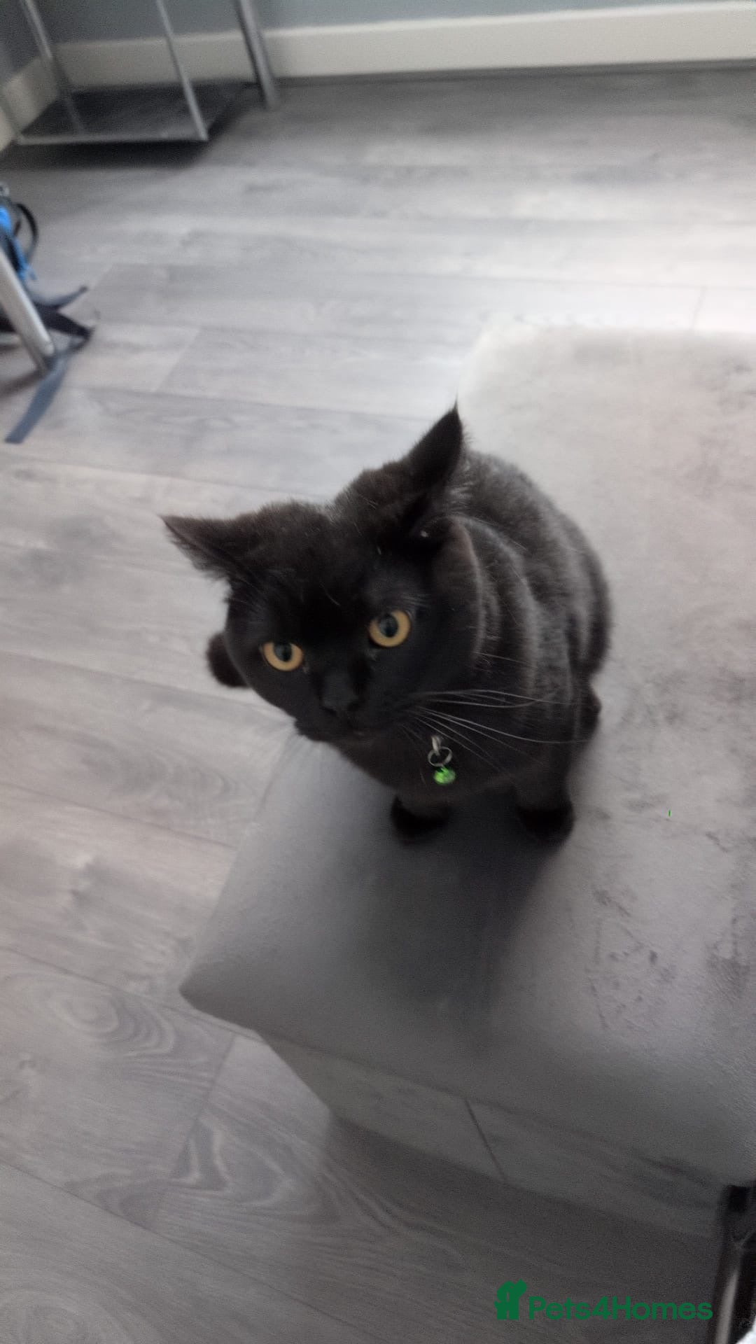 British Shorthair cats for sale: Black Male British Shorthair - Advert 2