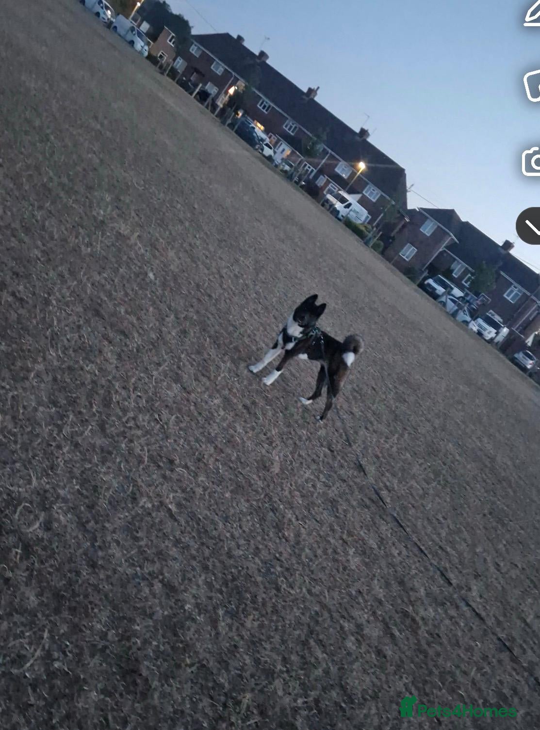 Akita dogs Lola  - Advert 4