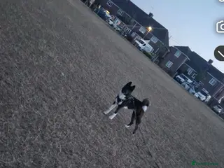 Akita dogs Lola - Advert 4