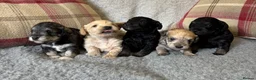 Schnoodle dogs for sale: Stunning F1 Schnoodle puppies KC reg parents!!  in Whitchurch - Advert 2