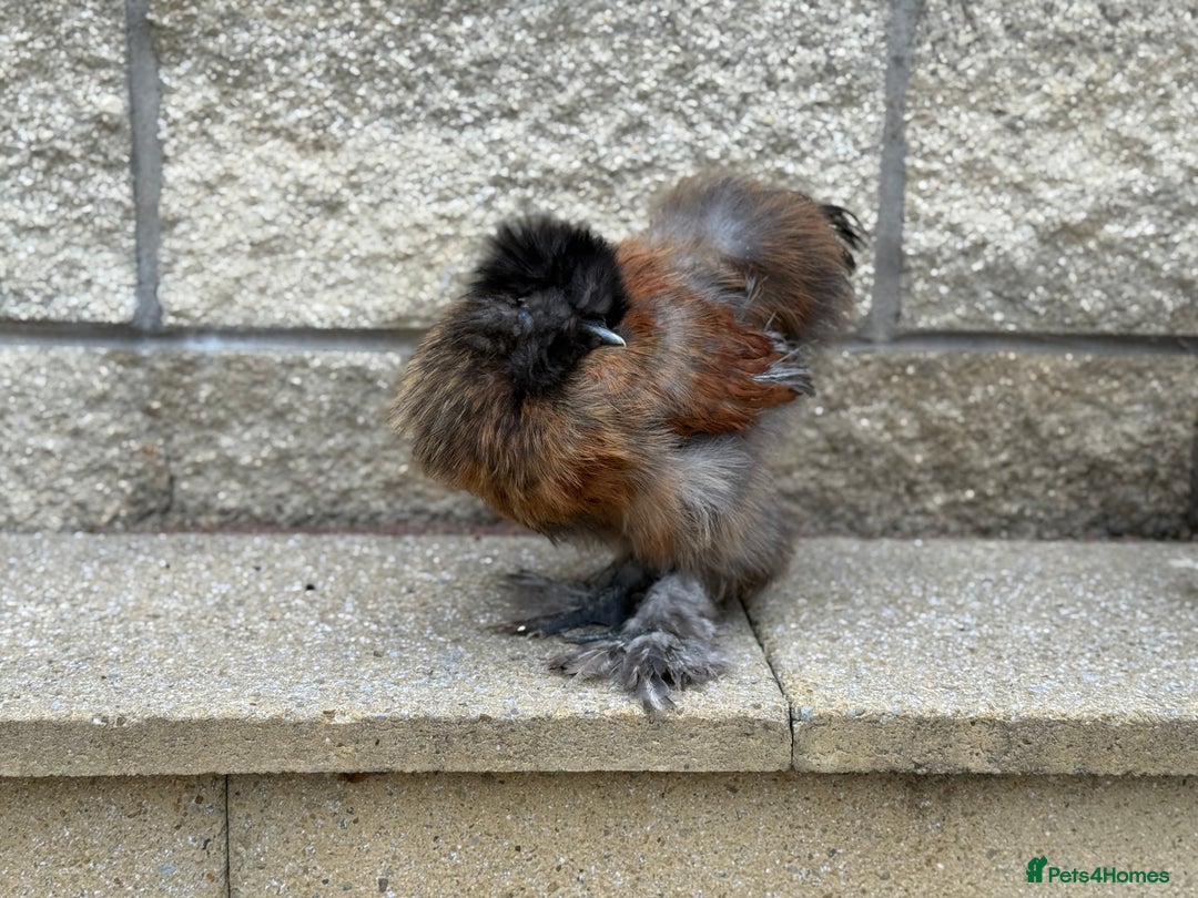 Chickens poultry for sale: Silkie Bantams - Image 4