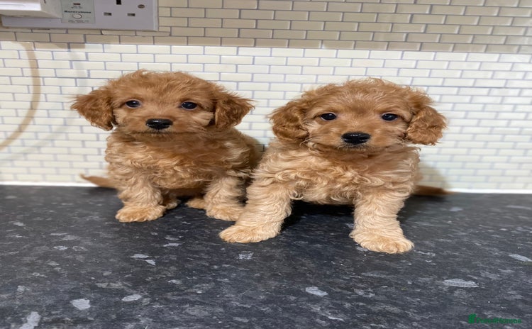 Cockapoo dogs - Advert 1