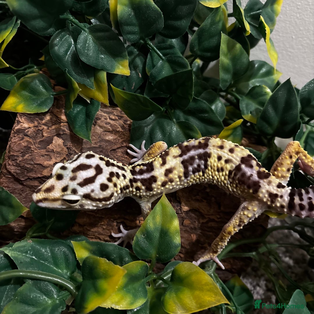 Gecko reptiles for sale: Variety Of Leopard Geckos And Sub-Species For Sale in Fleet - Image 2