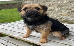 Border Terrier dogs for sale: KC REG-SLEM CLEAR-BORDER TERRIER LITTER - Image 7