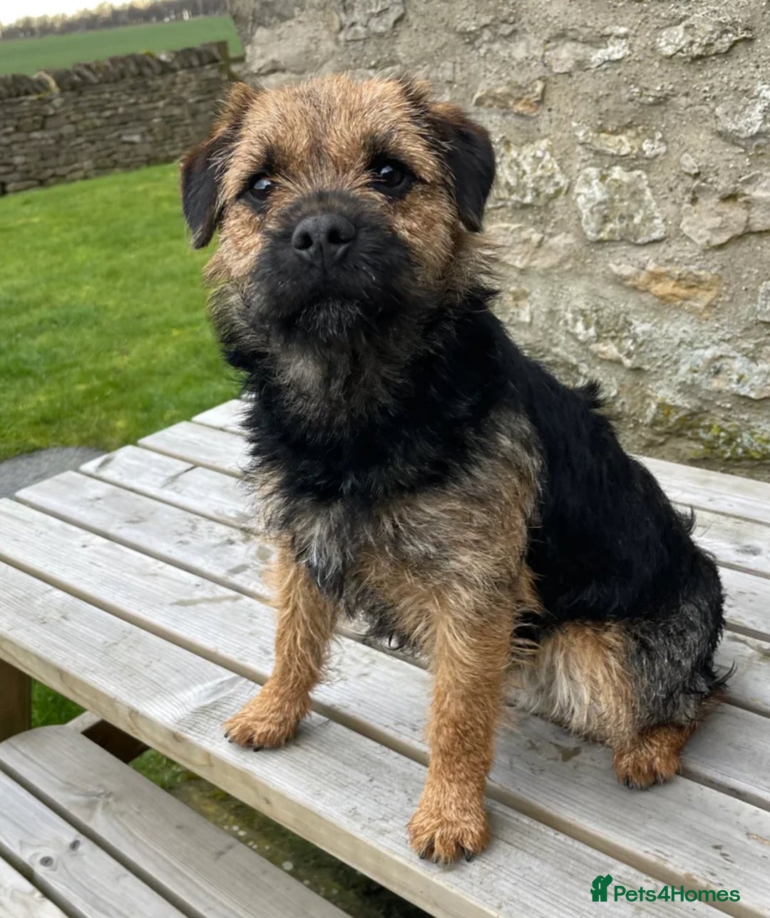 Border Terrier dogs for sale: KC REG-SLEM CLEAR-BORDER TERRIER LITTER - Image 7