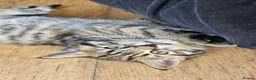 Mixed Breed cats for sale: Gorgeous house raised kittens  - Advert 14