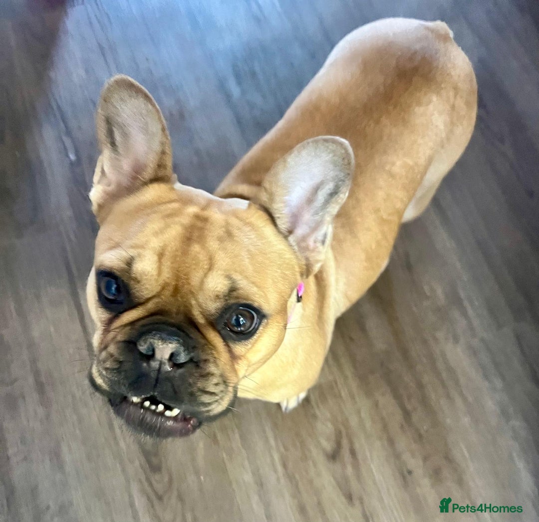 French Bulldog dogs for adoption: ❤️DORIS-LITTLE FRENCHIE GIRL WITH BIG PERSONALITY - Advert 4